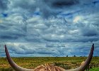 Chilled out highland cattle - Robert Nixon Betts (Beginner).jpg